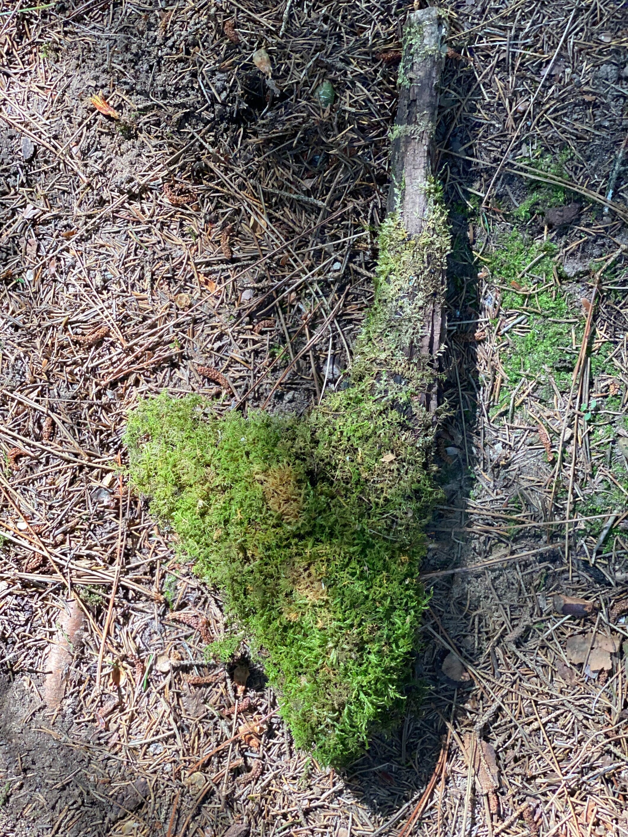 Moss Covered Log, Mossy Log, 14 Inches Long by 6 Inches Wide and 2 Inches High