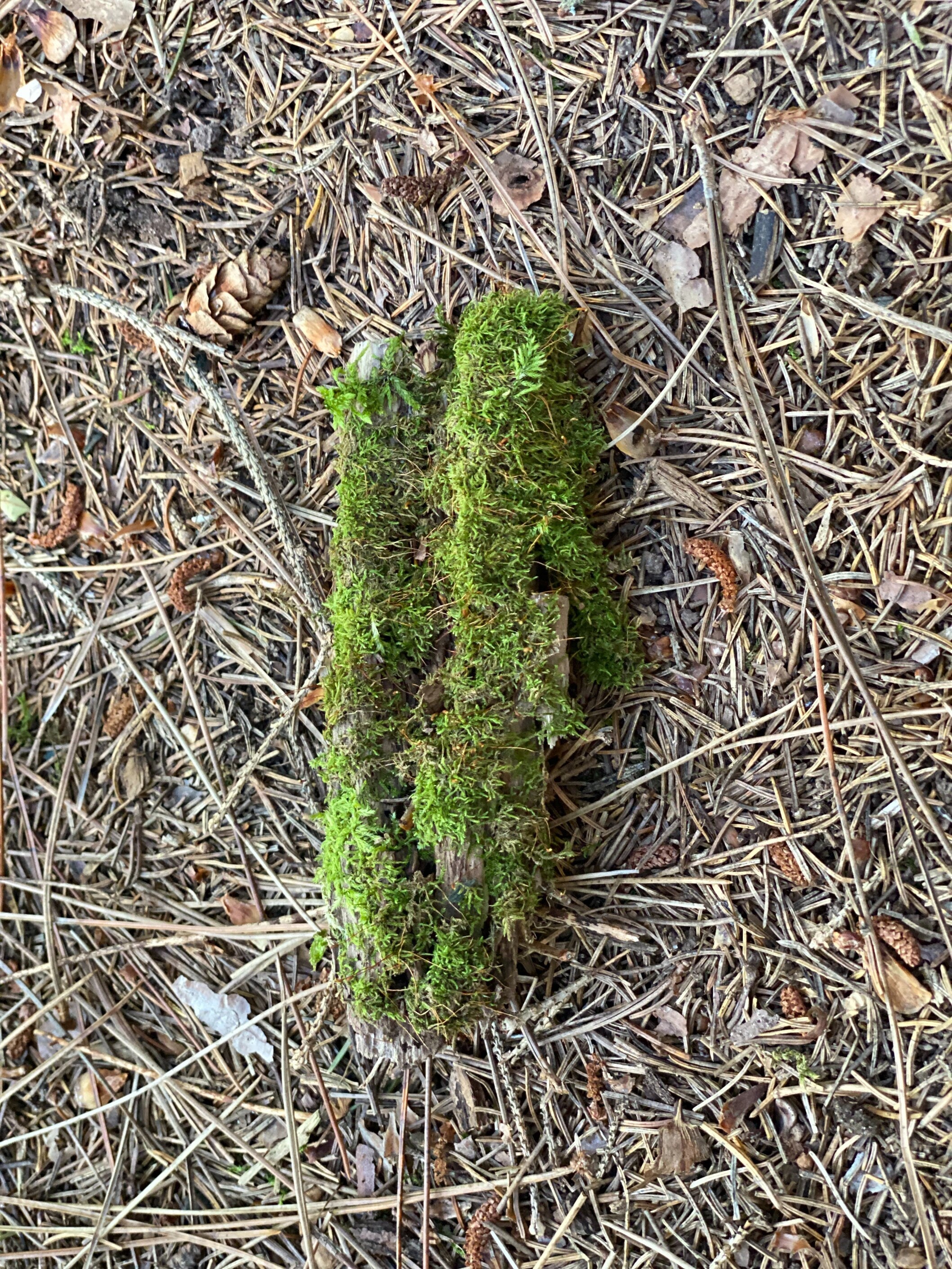 Tiny Moss Covered Log, Mossy Log, Approximately 5 Inches Long by 2 Inches Wide and 1 Inch High