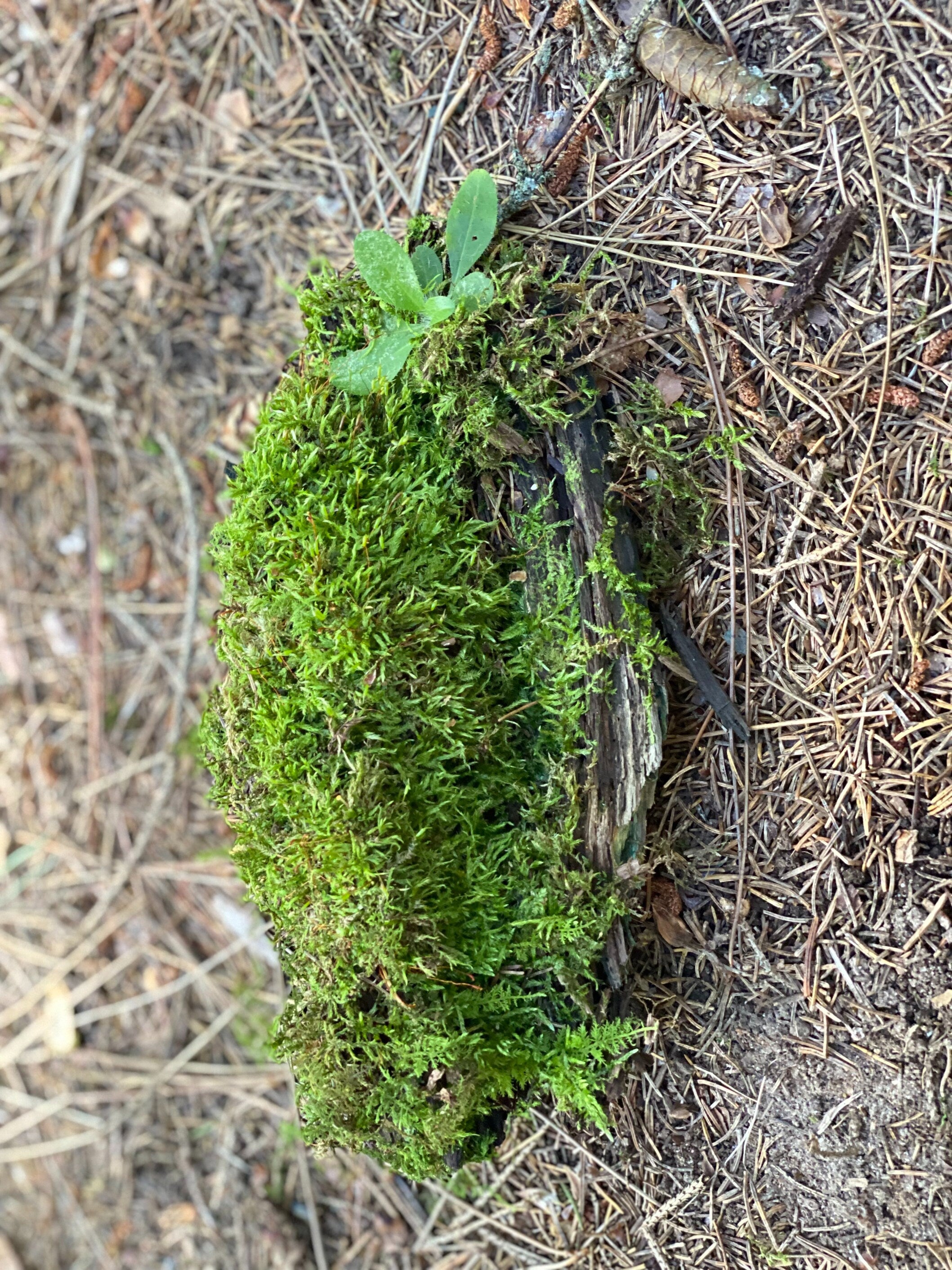 Moss Covered Log, Mossy Log, 8 Inches Long by 3.5 Inches Wide and 2.5 Inches High