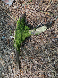 Moss Covered Log, Mossy Log, About 10 Inches Long by 5 Inches Wide and 1.5 Inches High