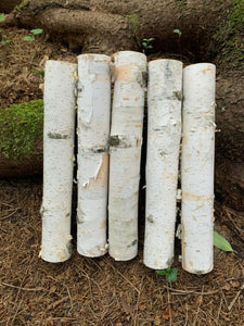 White Birch Branches, 5 count, 12 inches in length, 2 inch diameters