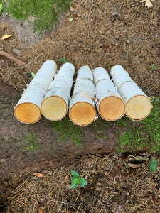 White Birch Branches, 5 count, 12 inches in length, 2 inch diameters