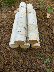 White Birch Branches, 5 count, 12 inches in length, 2 inch diameters