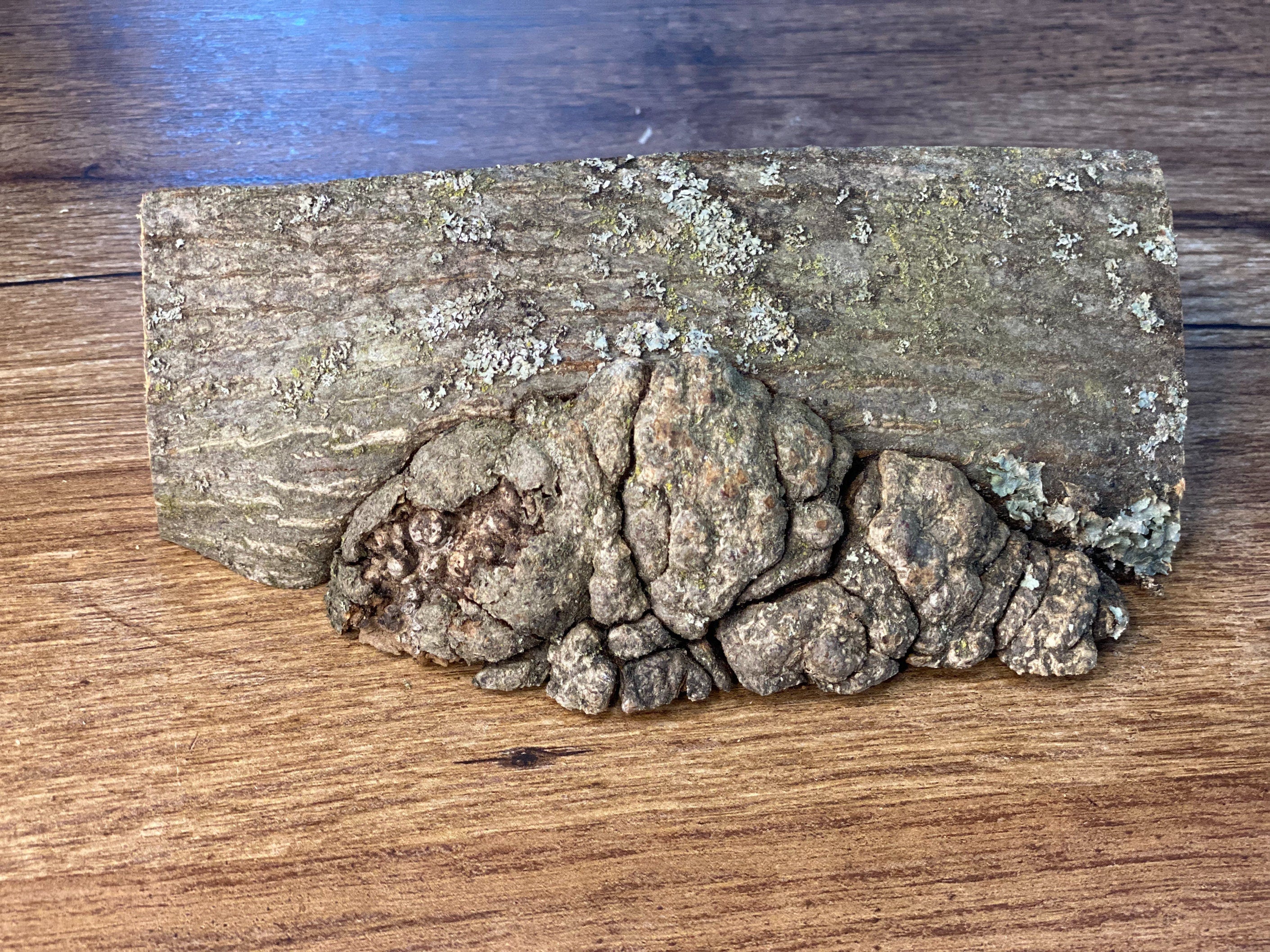 Quarter Piece Hickory Burl Log, 1 Count, Approximately 6.5 Inches Long by 2.5 Inches Wide and 2 Inches Tall