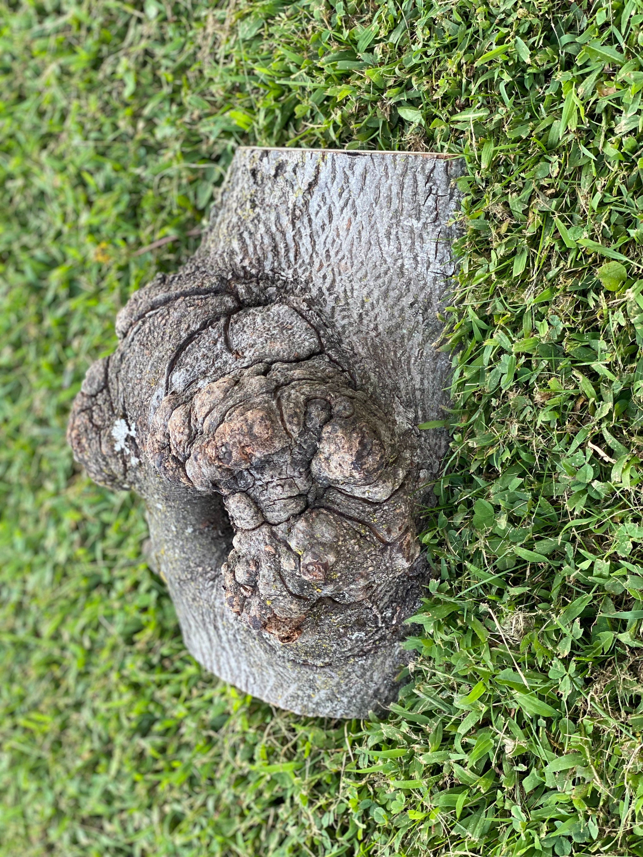 Hickory Burl Log With Knot Hole, Approximately 12 Inches Long by 8 Inches Wide and 5 Inches Tall, Great for Taxidermy