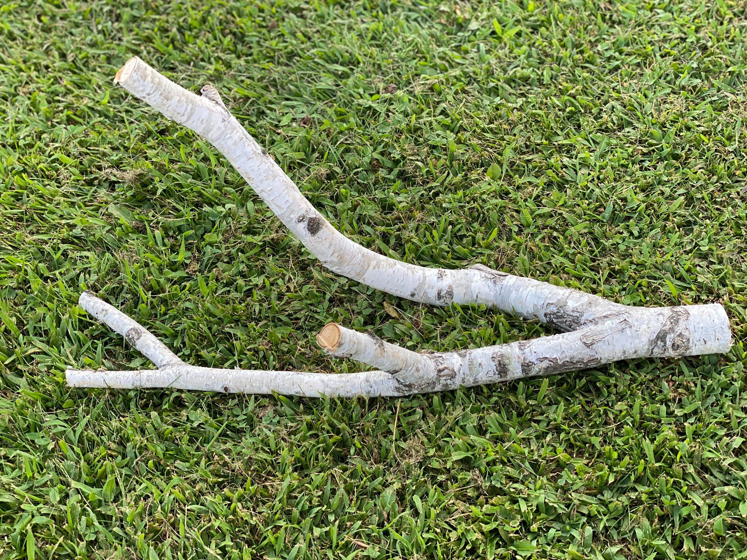 White Birch Branch, Parrot Perch, Approximately 21 Inches Long by 6 Inches Wide and 10 Inches Tall Branch to Branch