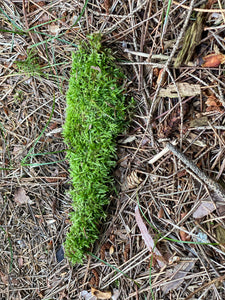 Live Moss on a Log, Mossy Log Approximately 7 Inches Long with a Width of 2 Inches