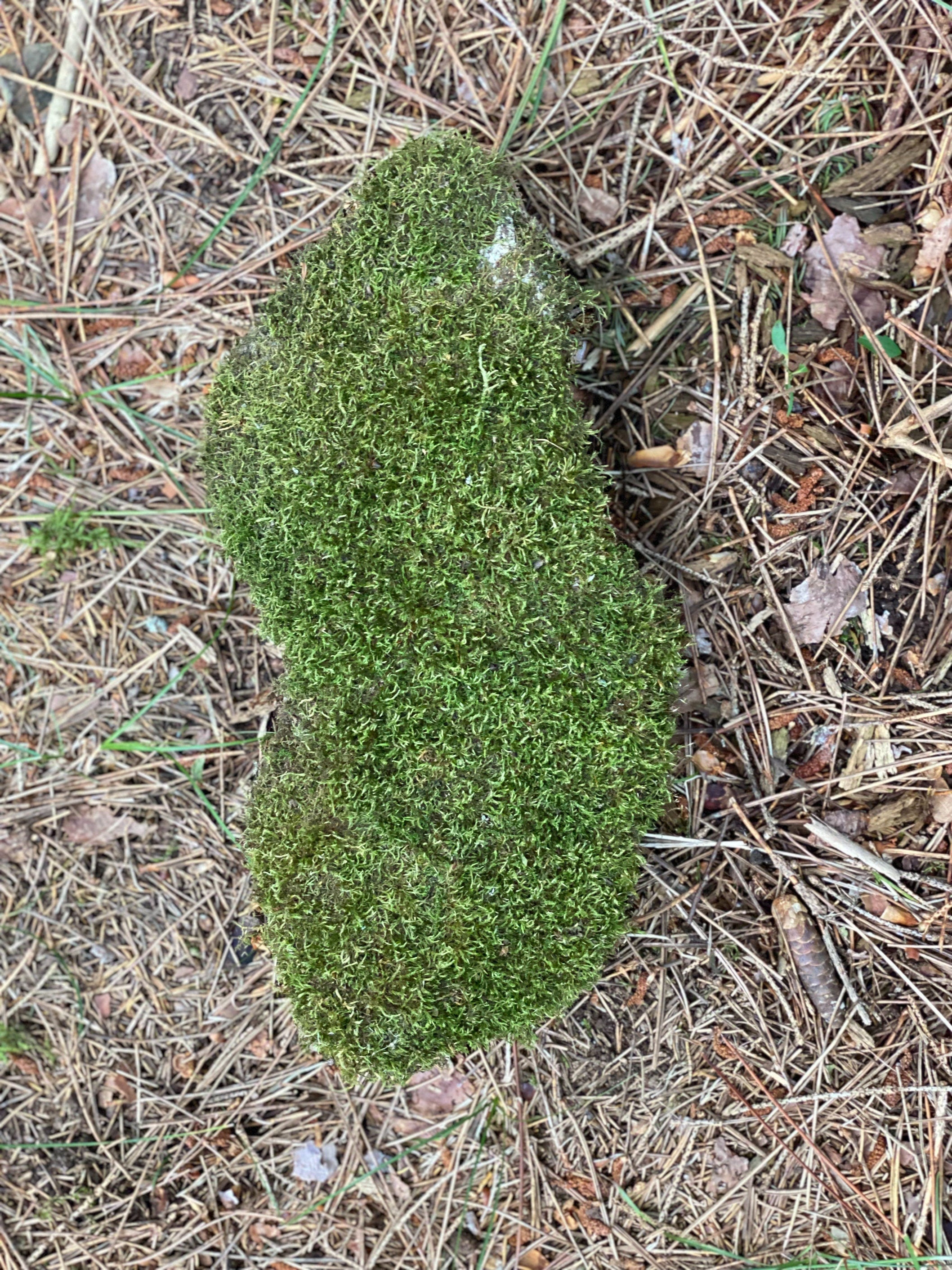 Live Moss on a Rock, Mossy Rock Approximately 11.5 Inches Long with a Width of 5 Inches and 3.5 Inches High