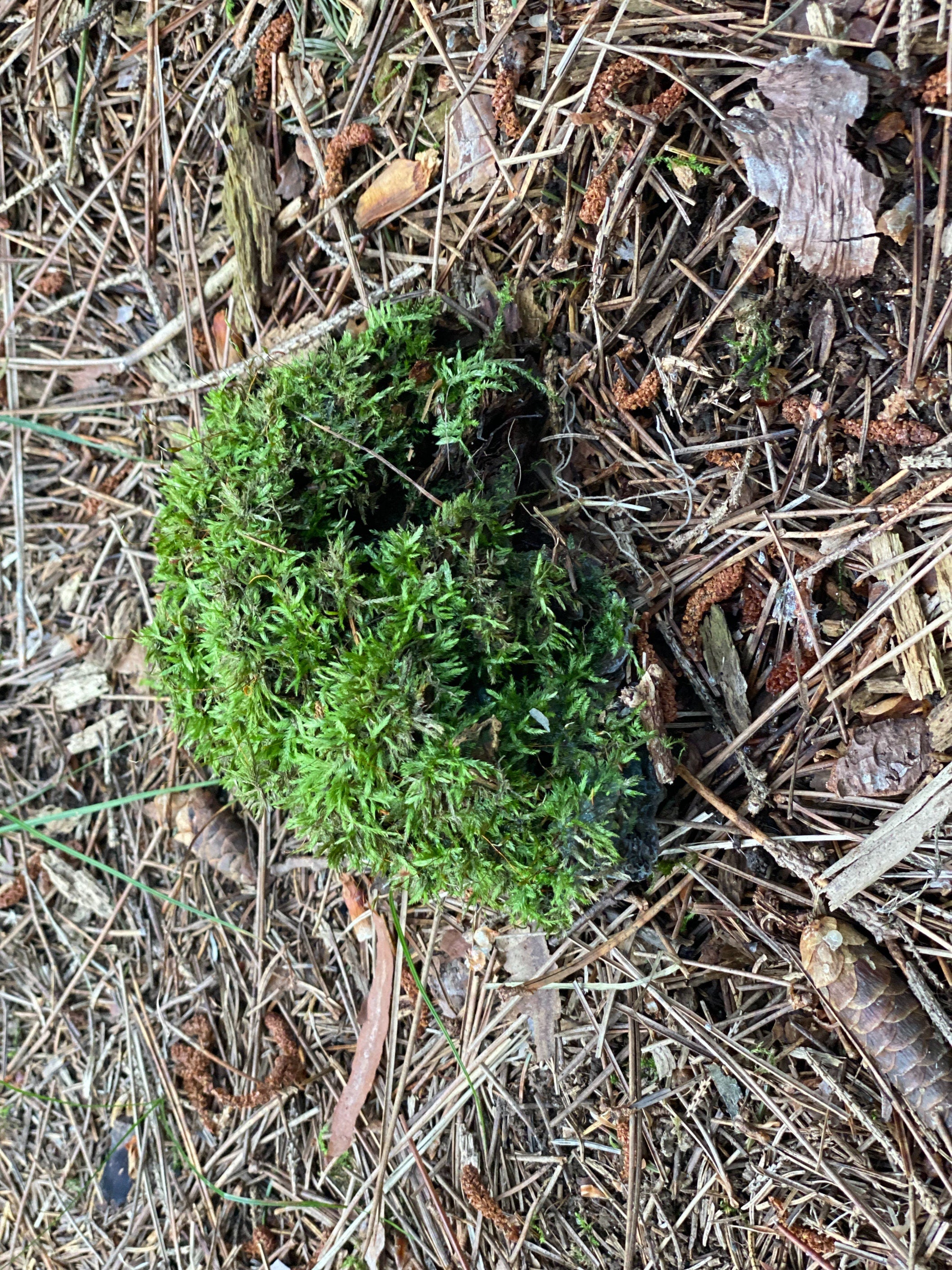 Live Moss on a Log, Mossy Log Approximately 5 Inches Long with a Width of 4 Inches and 2 Inches High