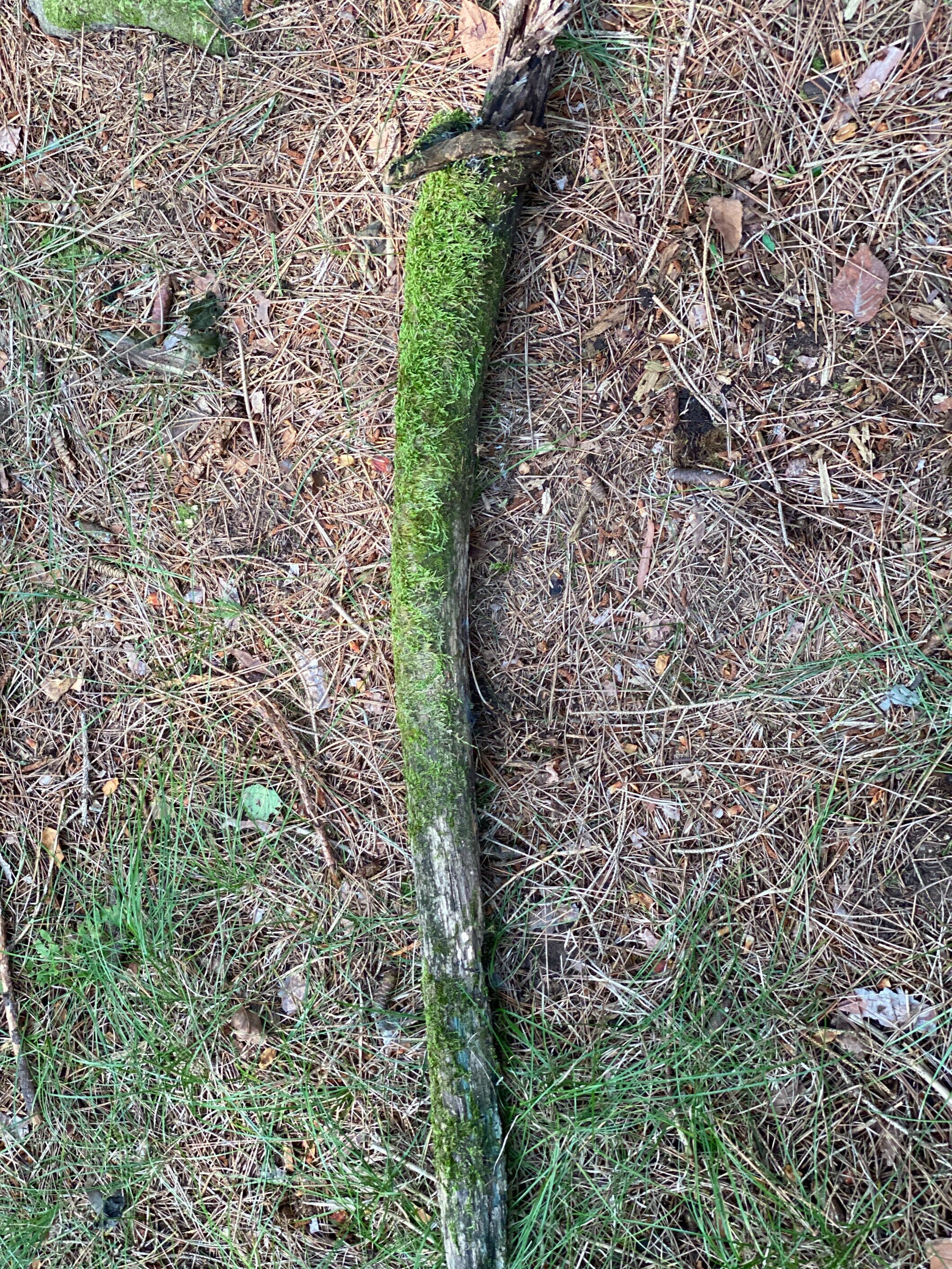 Live Moss on a Log, Mossy Log Approximately 40 Inches Long with a Width of 7 Inches and About 3 Inches High