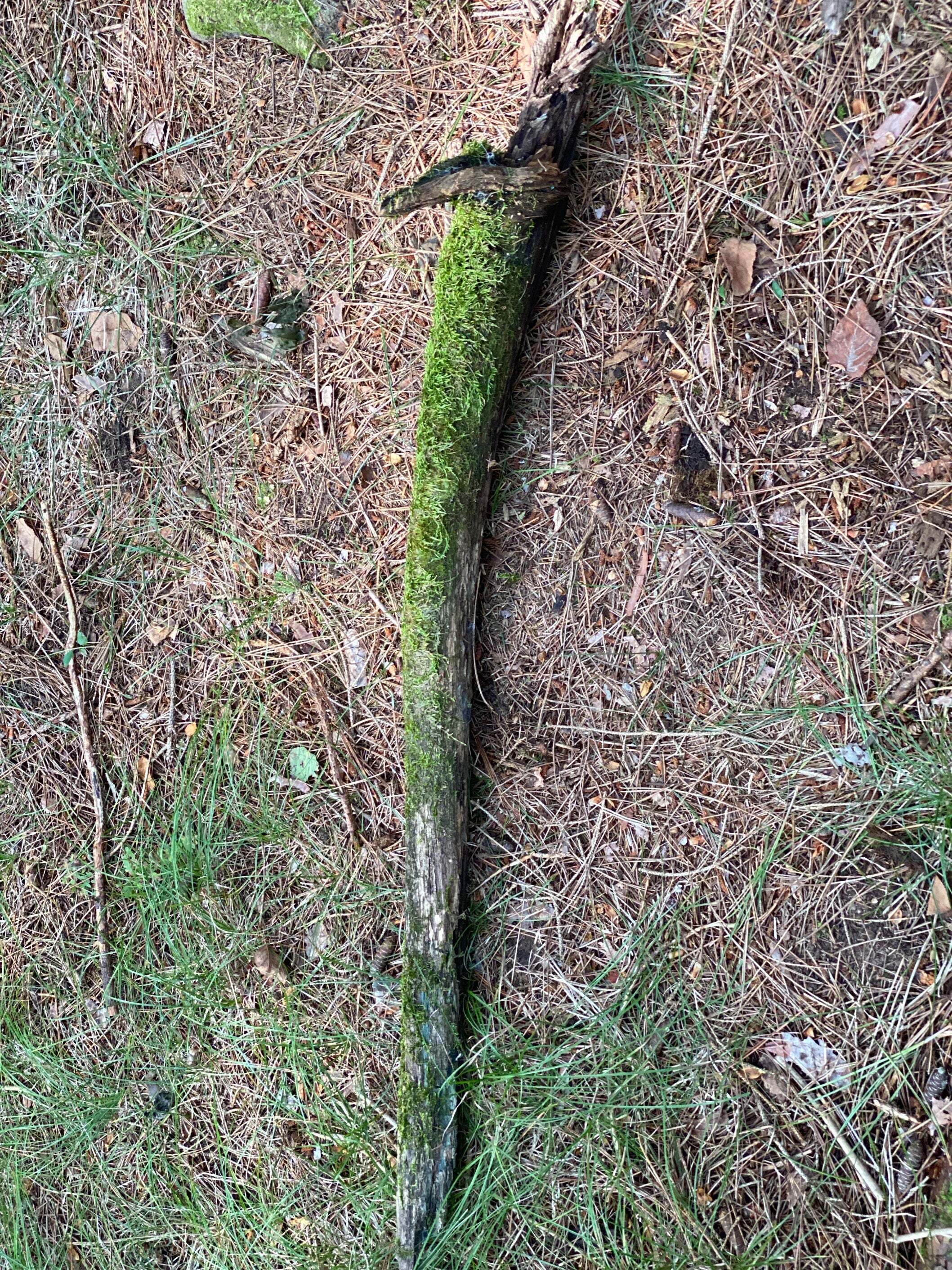 Live Moss on a Log, Mossy Log Approximately 40 Inches Long with a Width of 7 Inches and About 3 Inches High