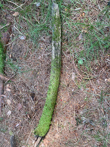Live Moss on a Log, Mossy Log Approximately 40 Inches Long with a Width of 7 Inches and About 3 Inches High