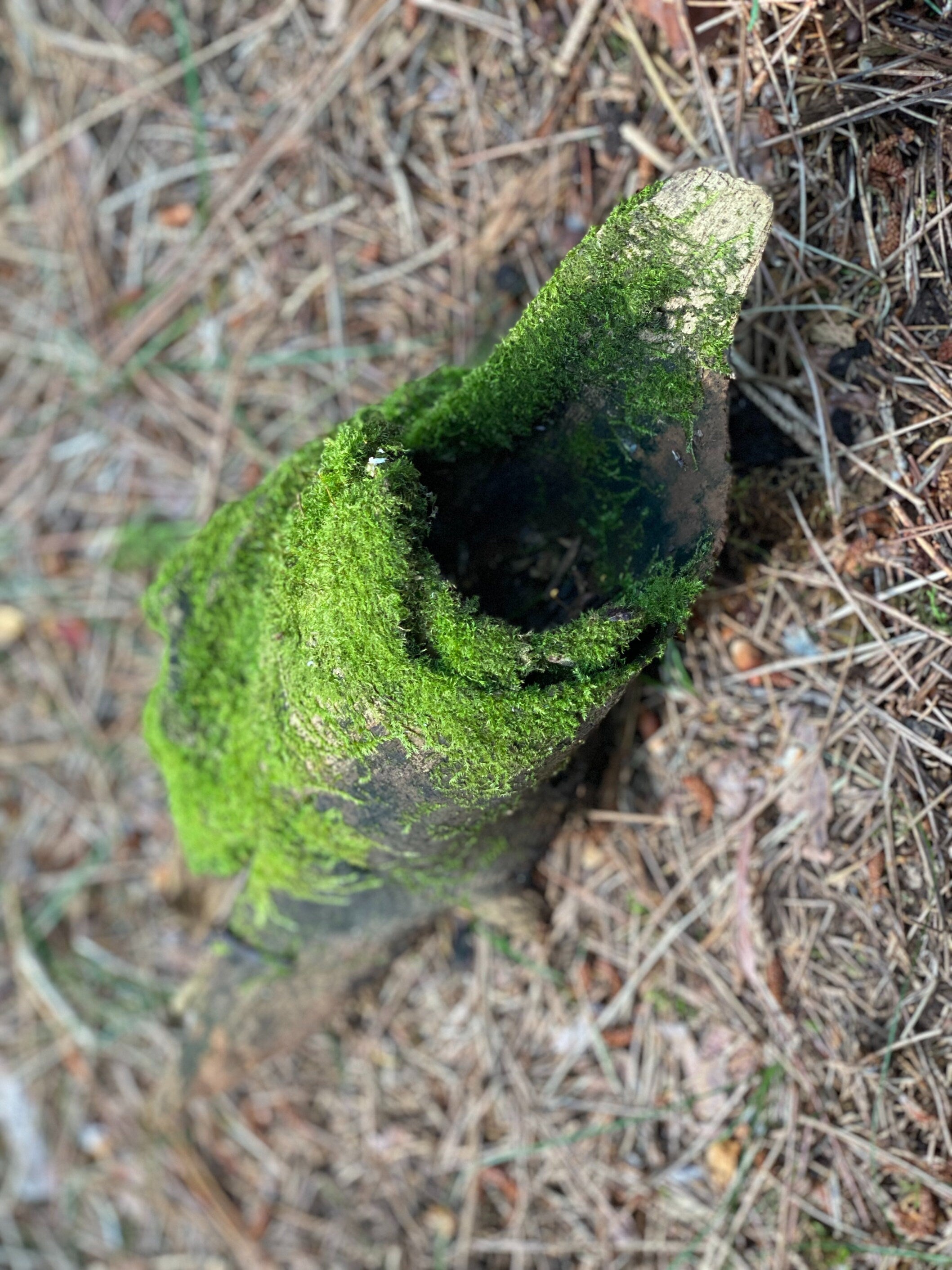 Live Moss on a Log, Mossy Log With Natural Hole, Approximately 13 Inches Long with a Width of 5 Inches and 4 Inches High