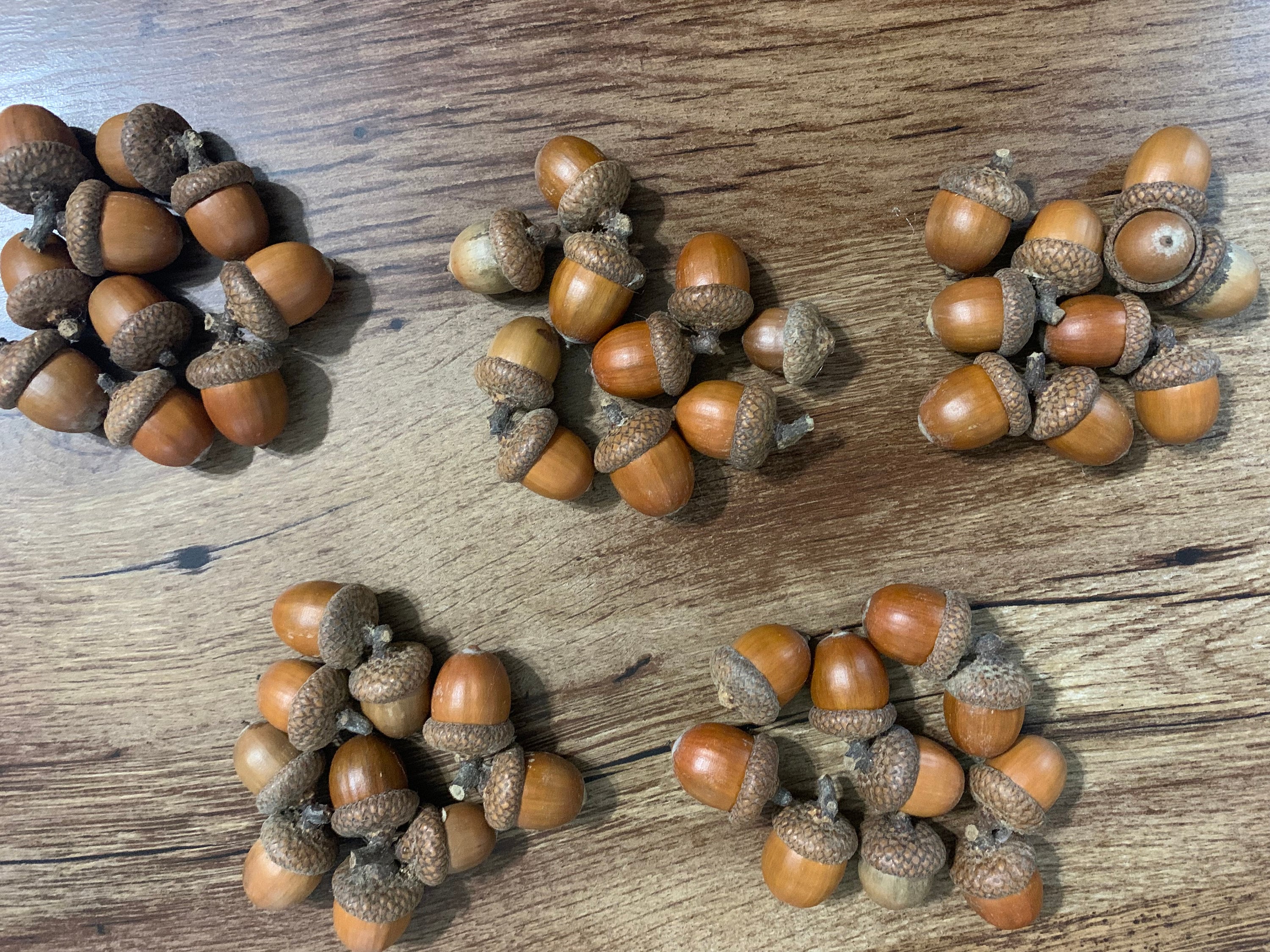 Acorns With Caps, Red Oak, 50 Count
