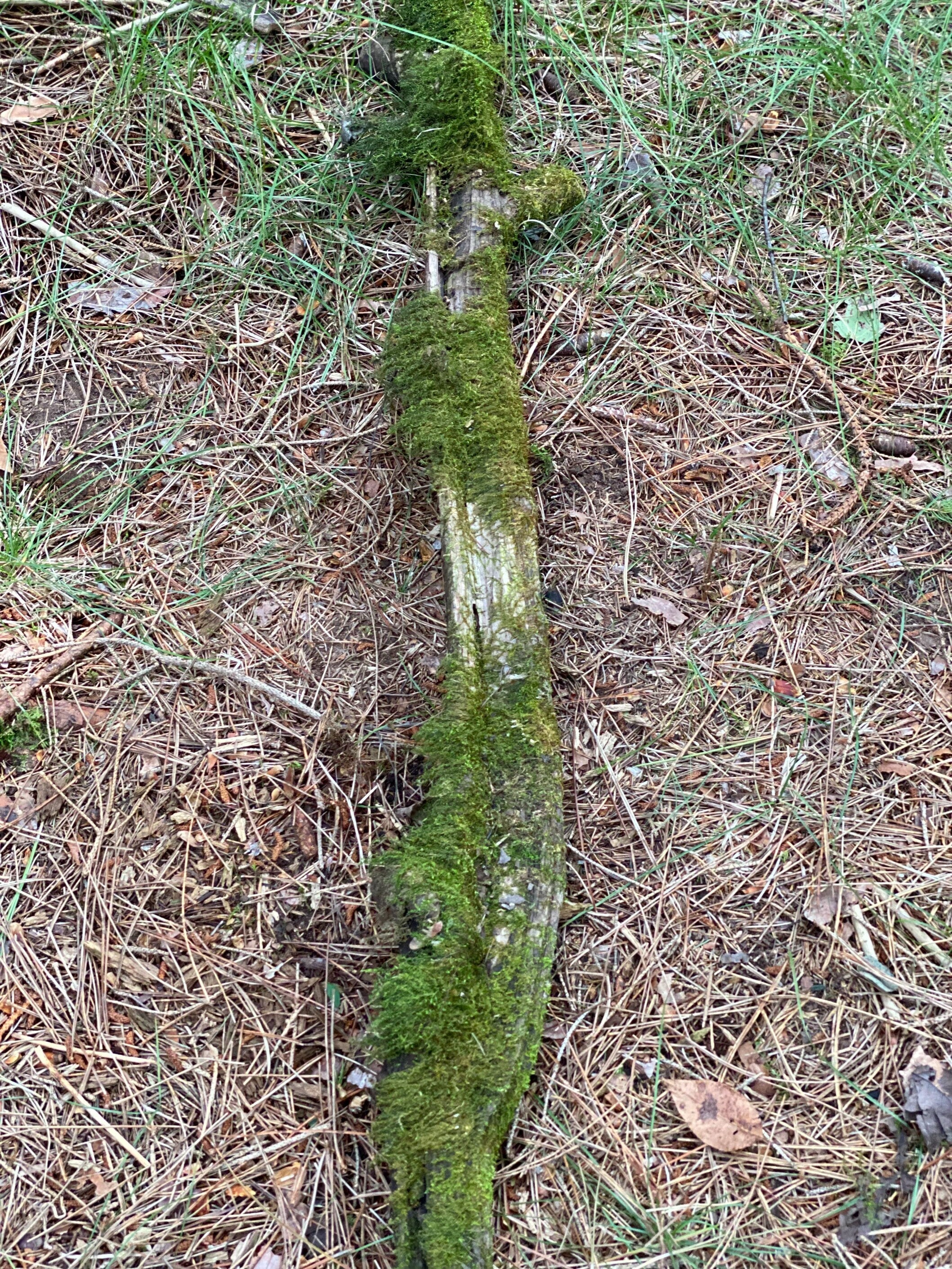 Moss Covered Log, Mossy Log, 45 Inches Long by 4.5 Inches Wide and 2 Inches High