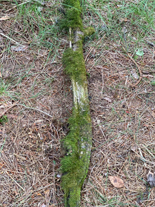 Moss Covered Log, Mossy Log, 45 Inches Long by 4.5 Inches Wide and 2 Inches High