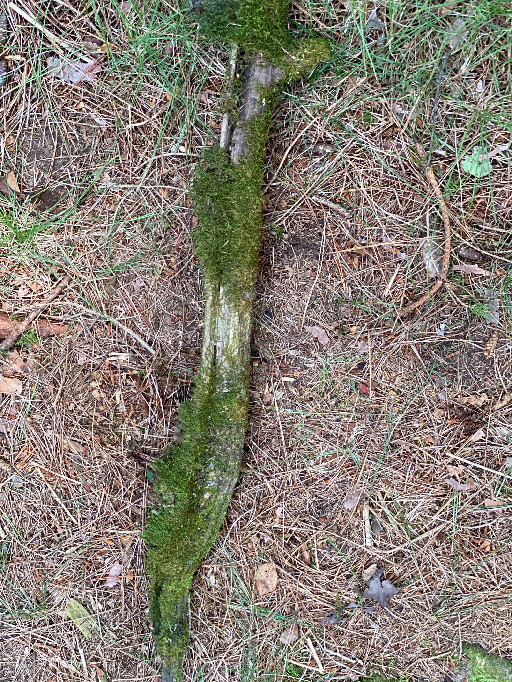 Moss Covered Log, Mossy Log, 45 Inches Long by 4.5 Inches Wide and 2 Inches High