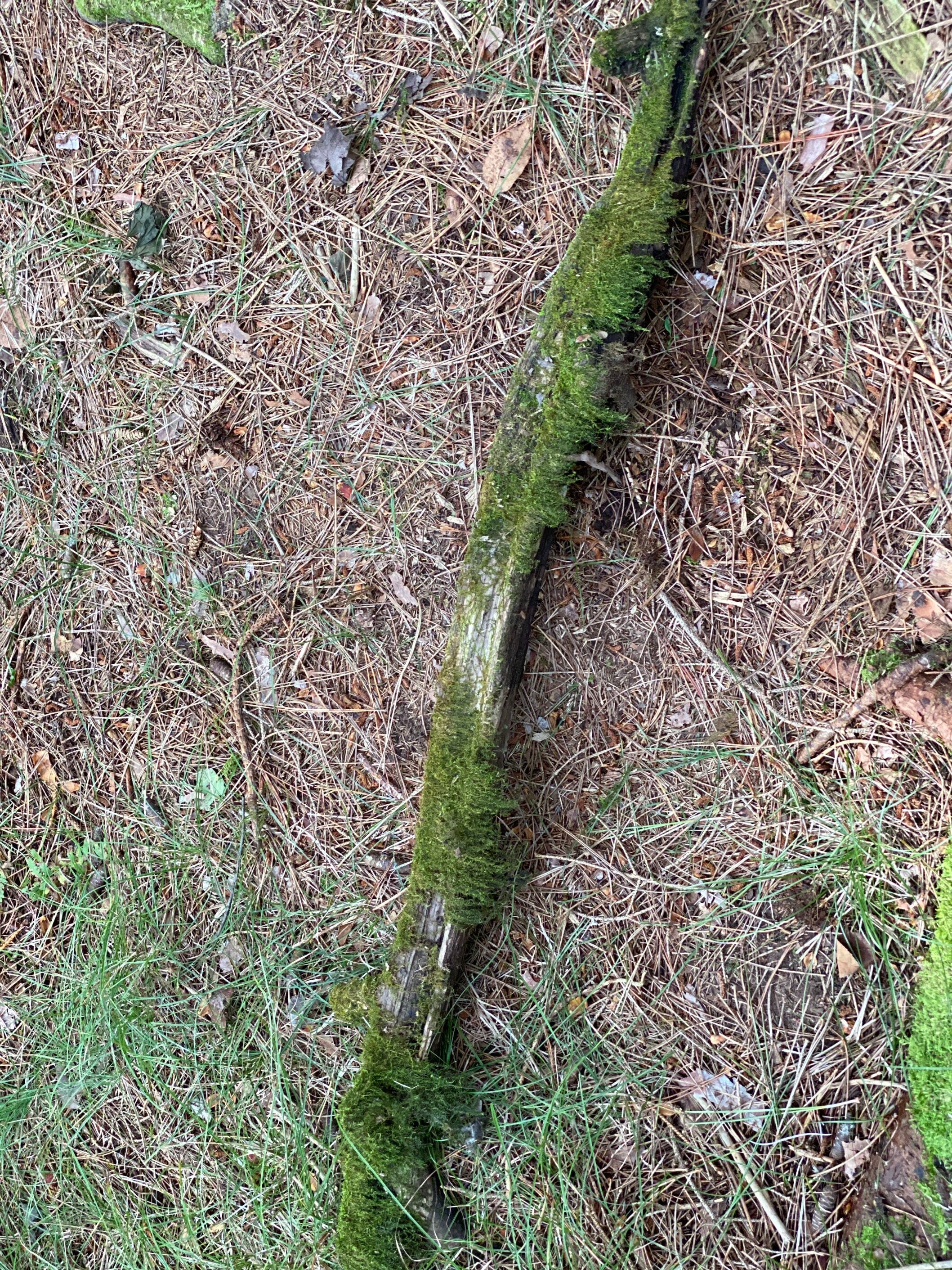 Moss Covered Log, Mossy Log, 45 Inches Long by 4.5 Inches Wide and 2 Inches High