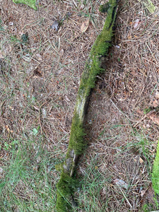 Moss Covered Log, Mossy Log, 45 Inches Long by 4.5 Inches Wide and 2 Inches High