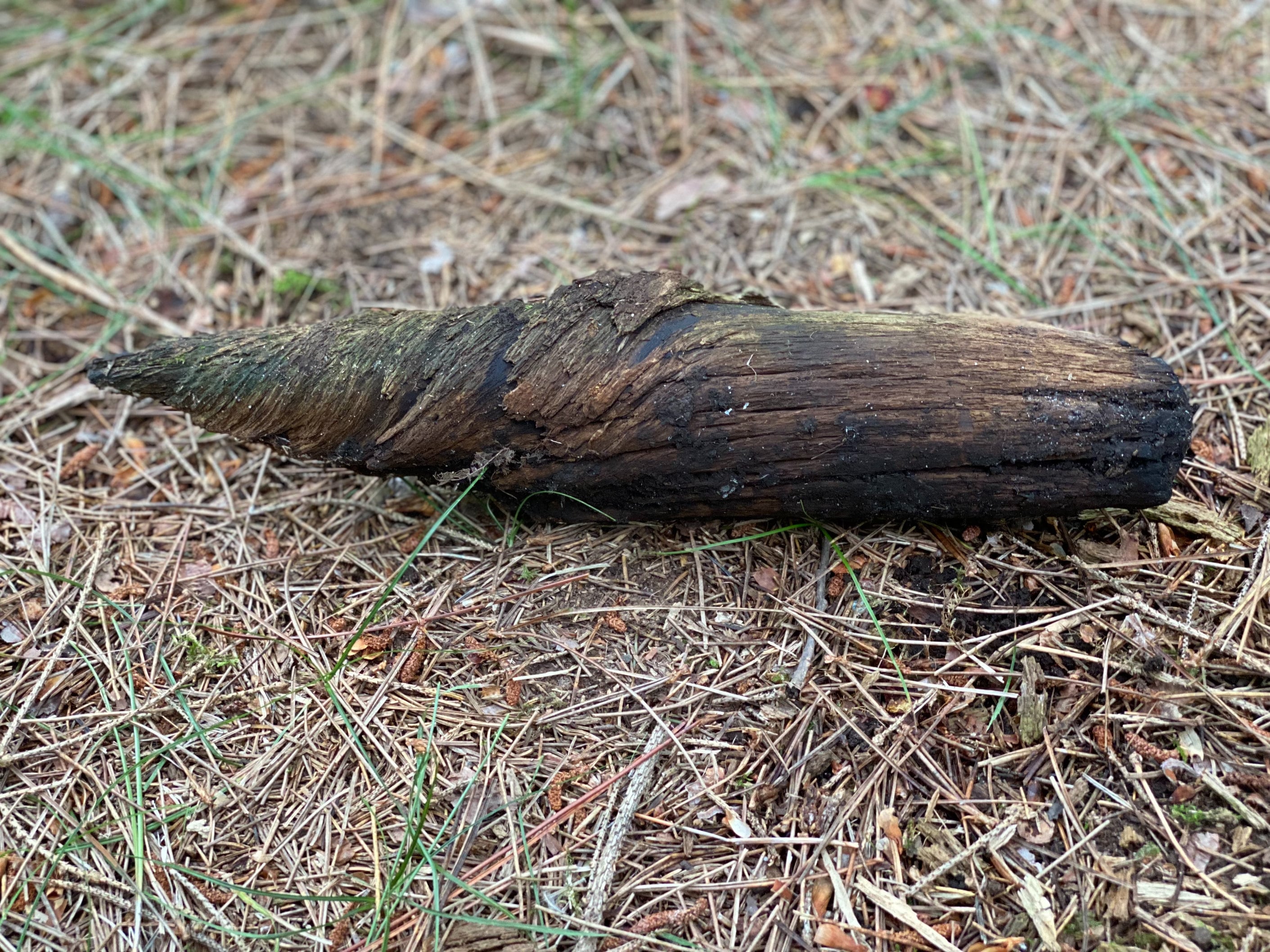 Natural Wood Spiral, Bark Spiral, 13 Inches Long by 3 Inches Wide and 3 Inches High