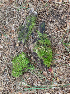 Three Moss Covered Sticks, Mossy Sticks, 4-7 Inches Long by 1-3 Inches Wide and 1-2 Inches High