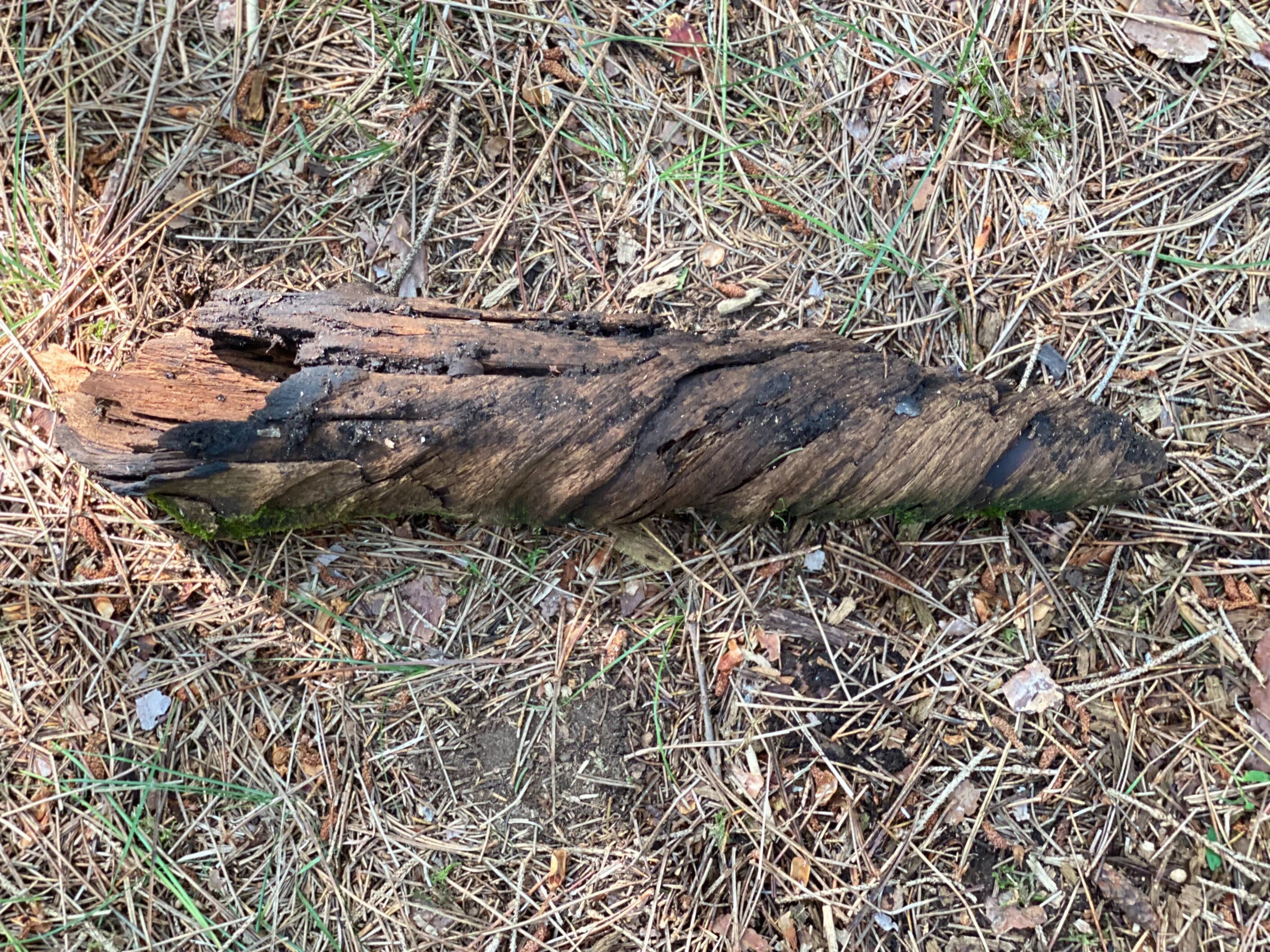 Mossy Wood Spiral, Moss Bark Spiral, Approximately 15 Inches Long by 3 Inches Wide and 3 Inches Wide