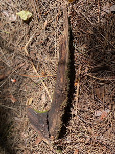 Moss Covered Log, Mossy Log, 18 Inches Long by 5 Inches Wide and 2.5 Inches High