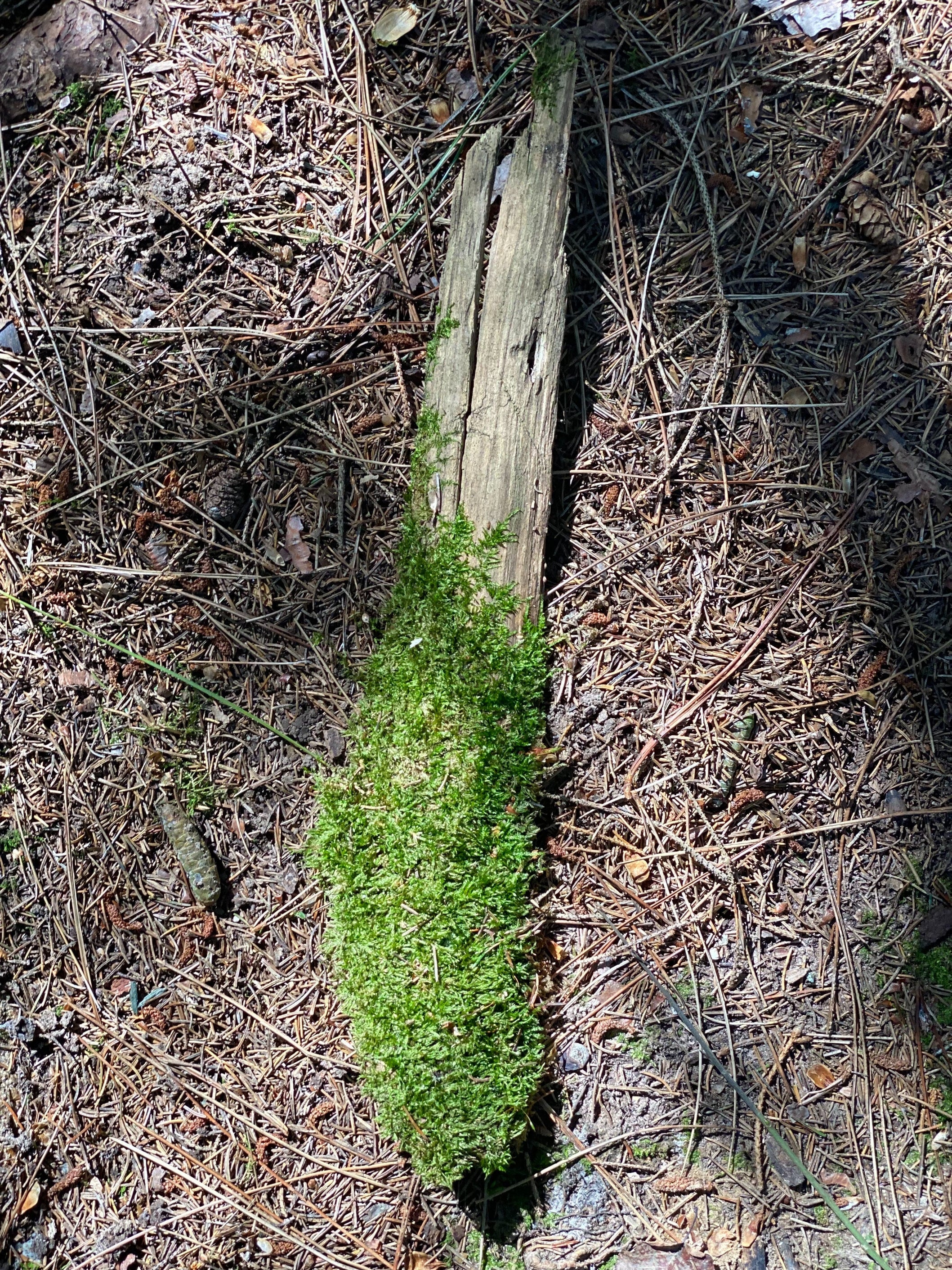 Moss Covered Bark, Mossy Bark, Approximately 16 Inches Long by 3 Inches Wide and 1 Inch High