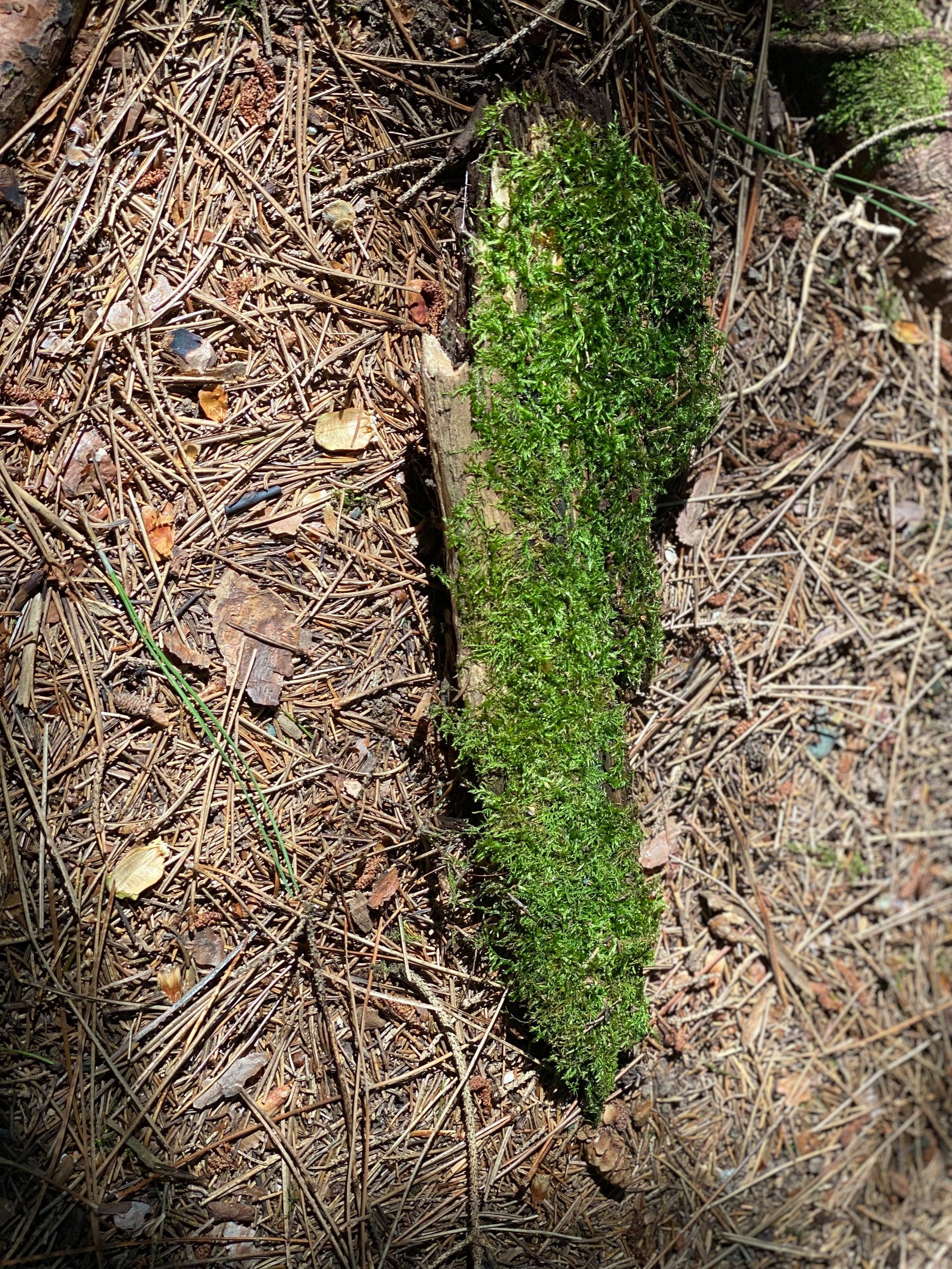 Moss Covered Log, Mossy Log, 12.5 Inches Long by 3.5 Inches Wide and 1.5 Inches High