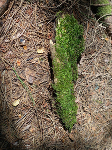 Moss Covered Log, Mossy Log, 12.5 Inches Long by 3.5 Inches Wide and 1.5 Inches High