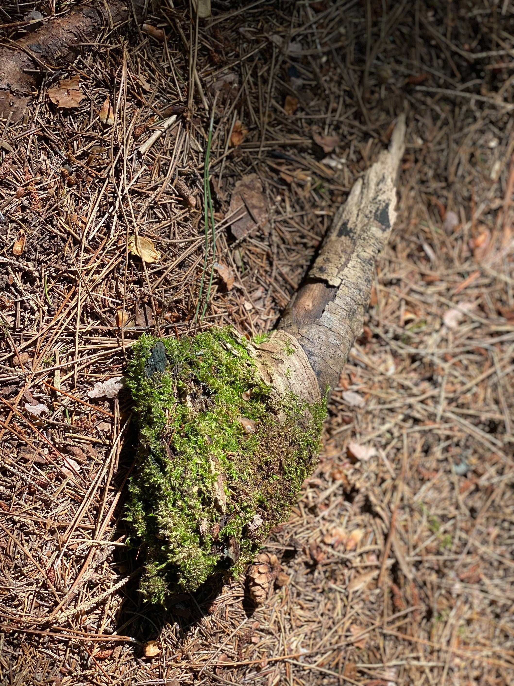 Moss Covered Log, Mossy Log, 12.5 Inches Long by 4.5 Inches Wide and 2 Inches High