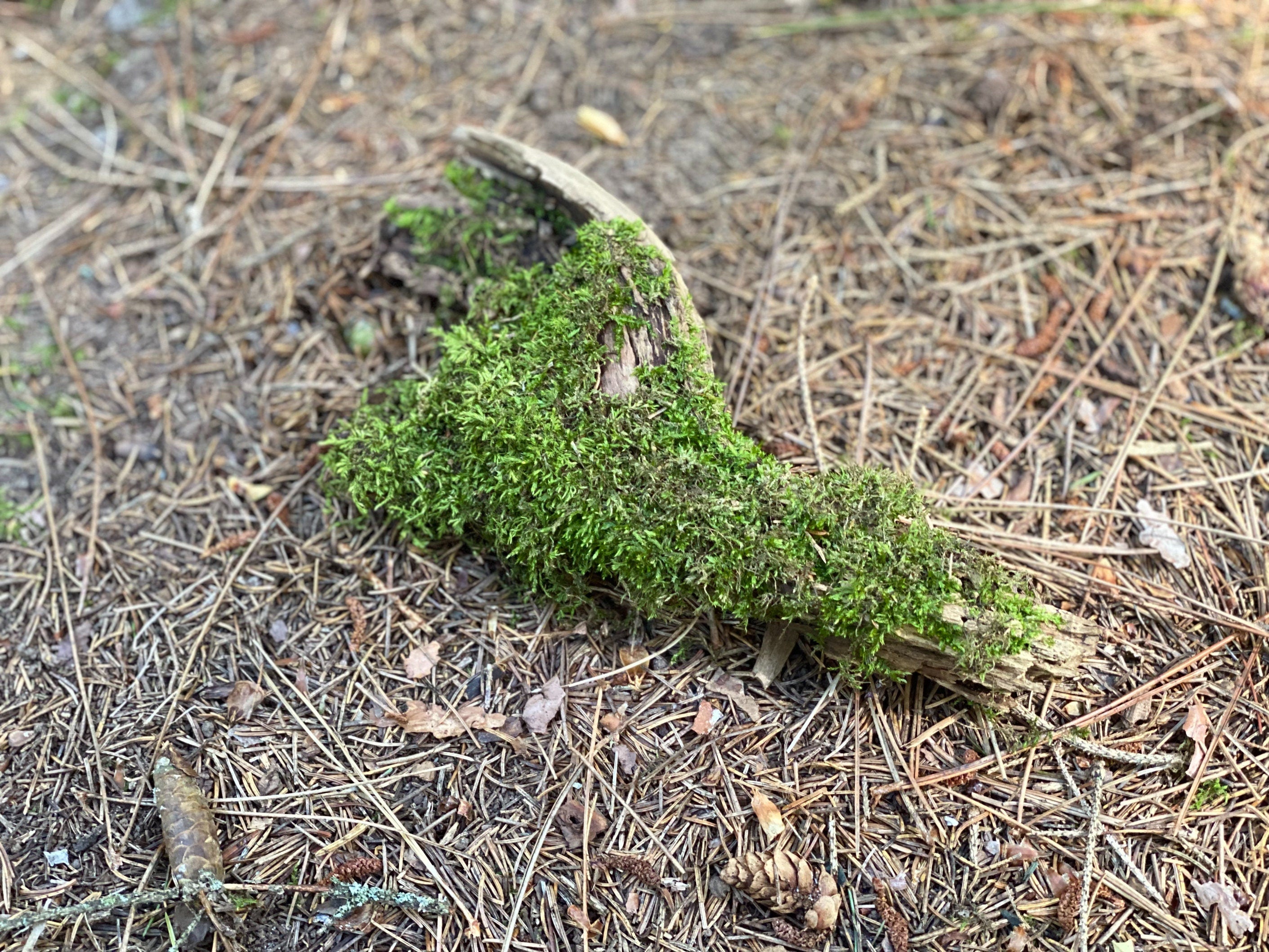 Moss Covered Log, Mossy Log, 9 Inches Long by 4 Inches Wide and 2 Inches High