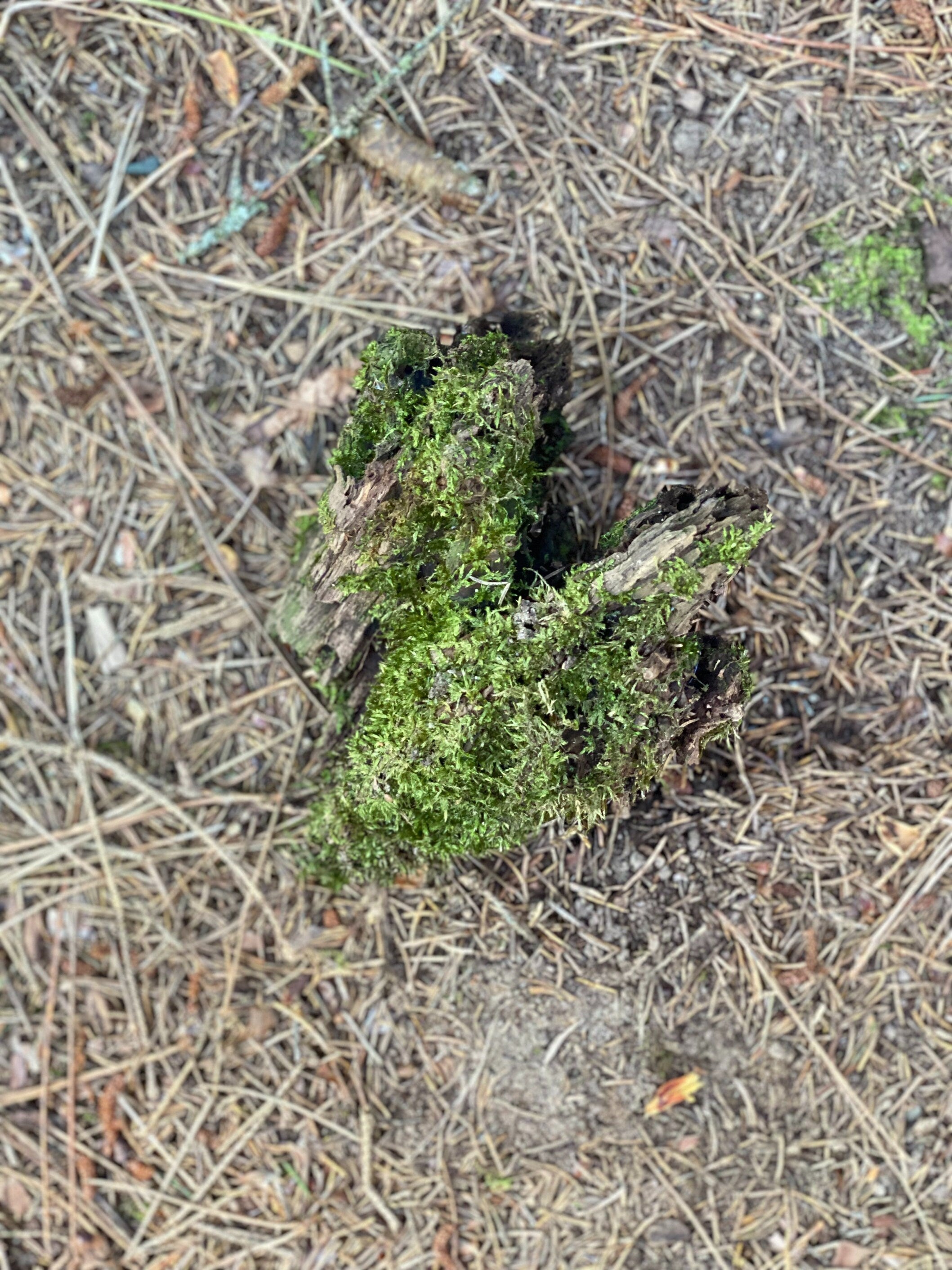 Moss Covered Log, Mossy Log, 6 Inches Long by 5 Inches Wide and 4 Inches High