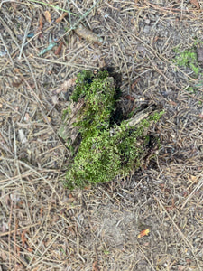 Moss Covered Log, Mossy Log, 6 Inches Long by 5 Inches Wide and 4 Inches High