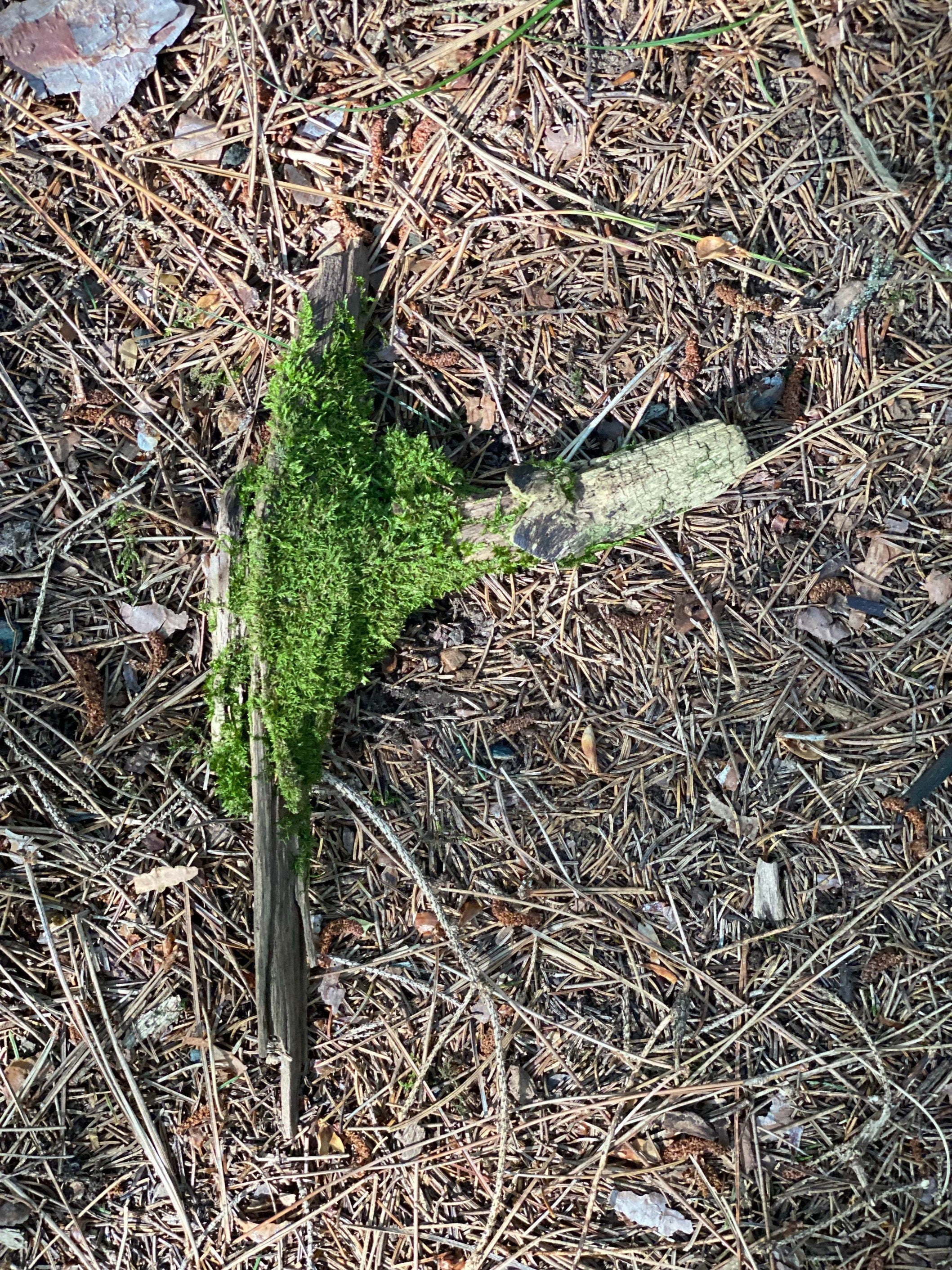 Moss Covered Log, Mossy Log, About 10 Inches Long by 5 Inches Wide and 1.5 Inches High