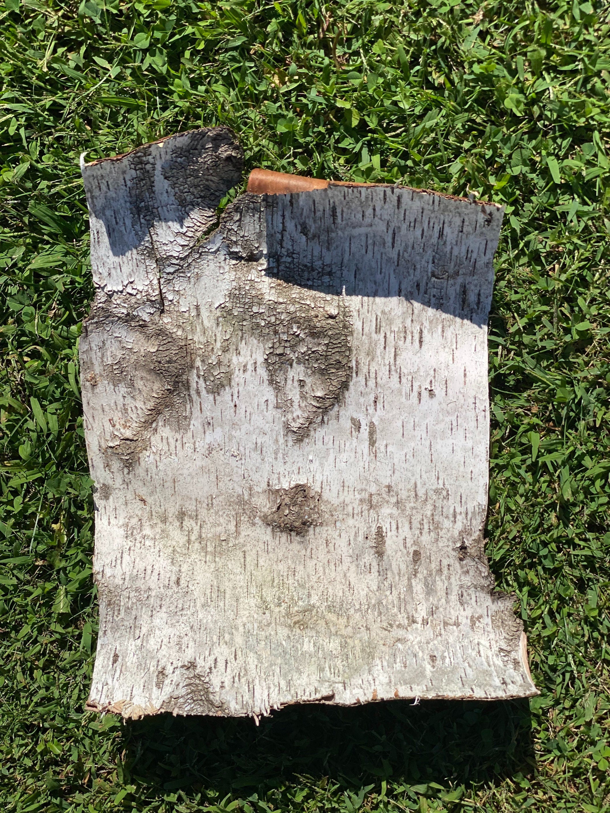 Natural White Birch Bark, White Birch Sheet, Approximately 15.5 Inches Long by 10.5 Inches Wide