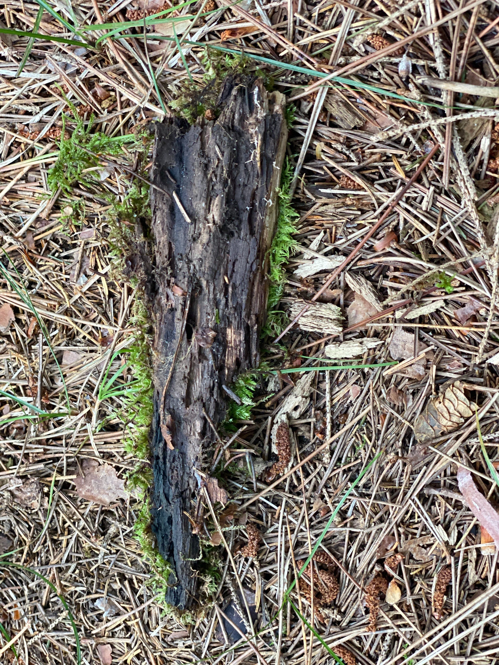 Live Moss on a Log, Mossy Log Approximately 7 Inches Long with a Width of 2 Inches