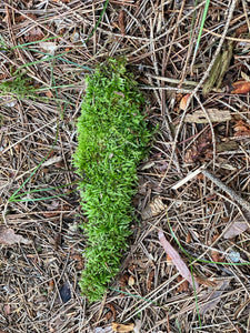 Live Moss on a Log, Mossy Log Approximately 7 Inches Long with a Width of 2 Inches