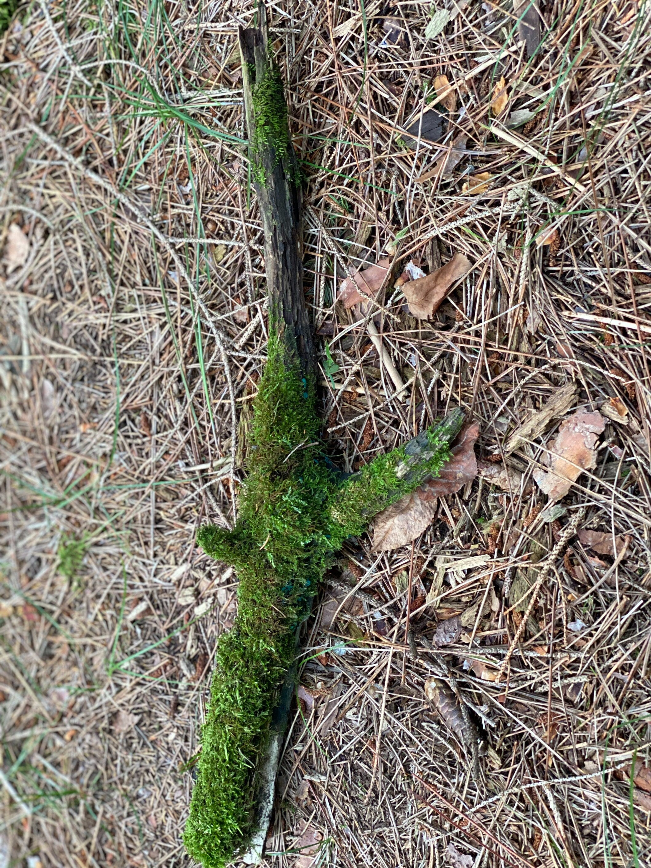 Live Moss on a Log, Mossy Log Approximately 19 Inches Long with a Width of 5 Inches and About 2.5 Inches High