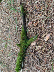 Live Moss on a Log, Mossy Log Approximately 19 Inches Long with a Width of 5 Inches and About 2.5 Inches High