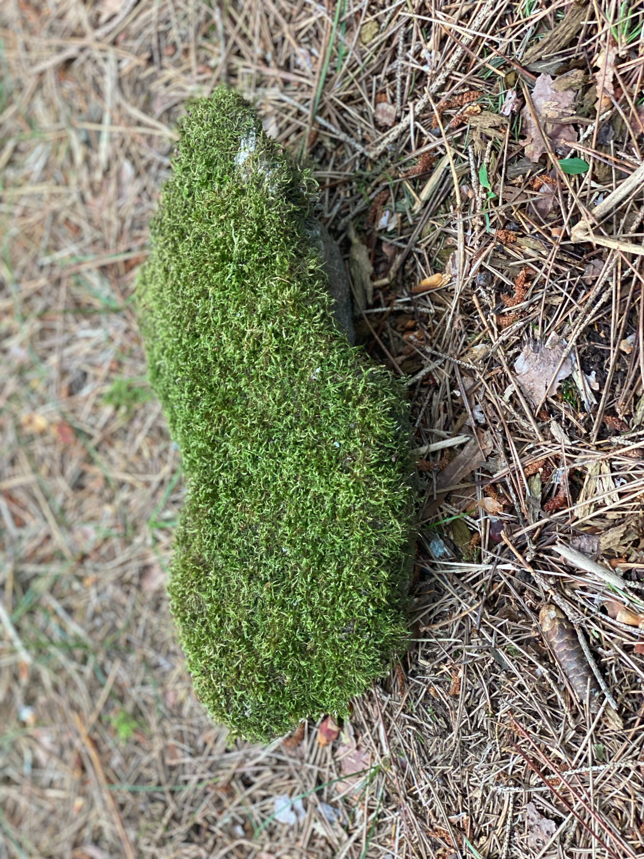 Live Moss on a Rock, Mossy Rock Approximately 11.5 Inches Long with a Width of 5 Inches and 3.5 Inches High