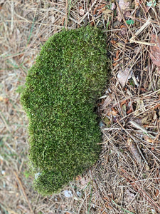 Live Moss on a Rock, Mossy Rock Approximately 11.5 Inches Long with a Width of 5 Inches and 3.5 Inches High