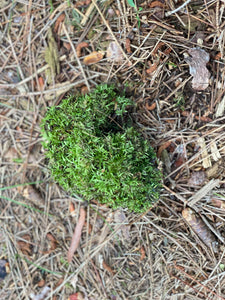 Live Moss on a Log, Mossy Log Approximately 5 Inches Long with a Width of 4 Inches and 2 Inches High