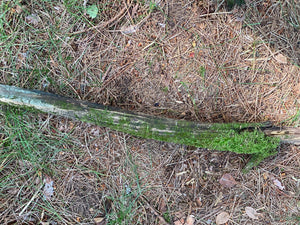 Live Moss on a Log, Mossy Log Approximately 40 Inches Long with a Width of 7 Inches and About 3 Inches High