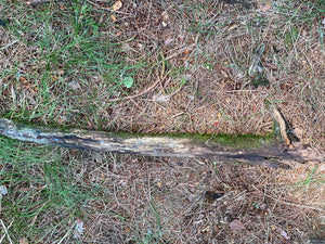 Live Moss on a Log, Mossy Log Approximately 40 Inches Long with a Width of 7 Inches and About 3 Inches High