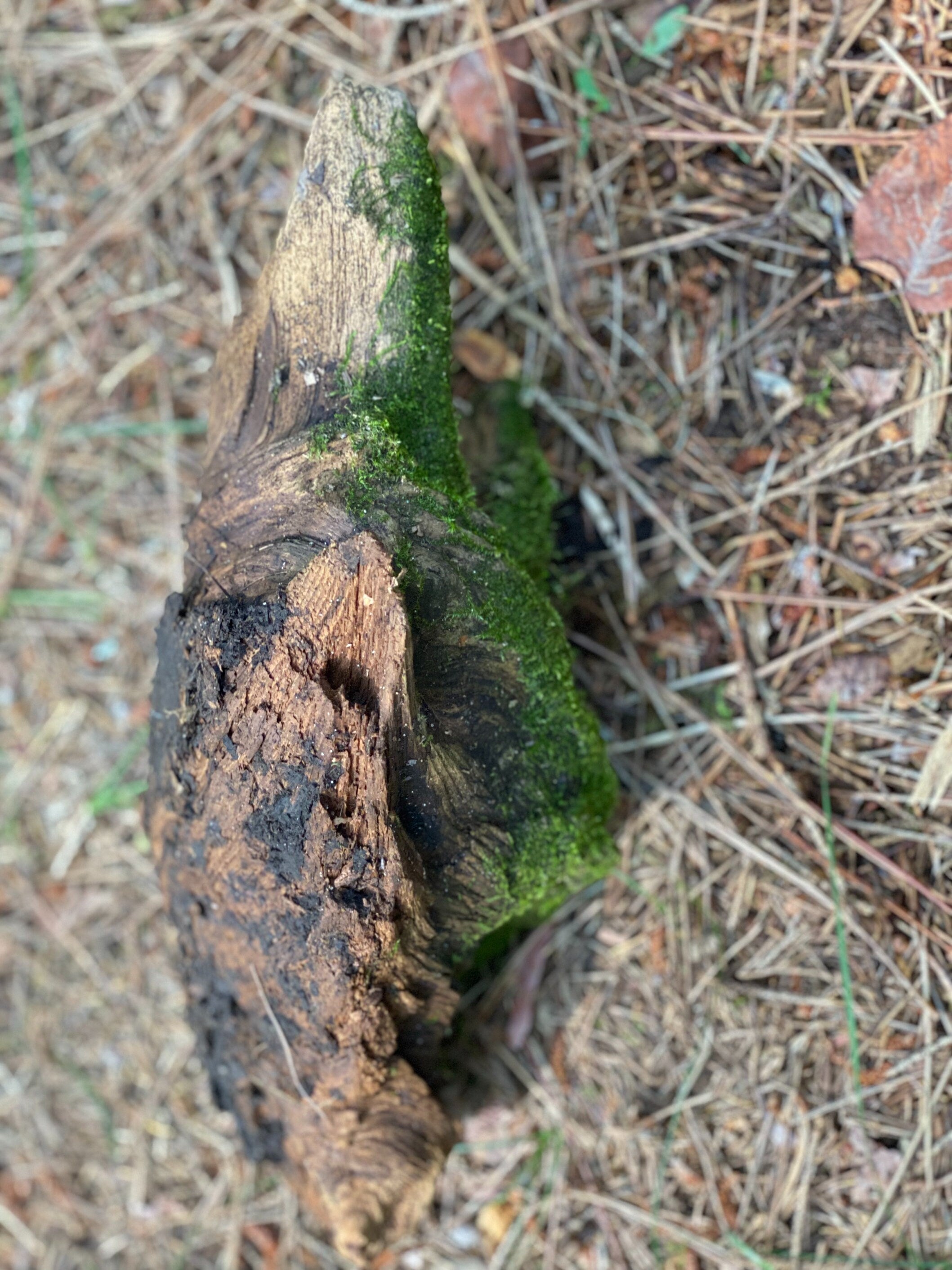 Live Moss on a Log, Mossy Log With Natural Hole, Approximately 13 Inches Long with a Width of 5 Inches and 4 Inches High