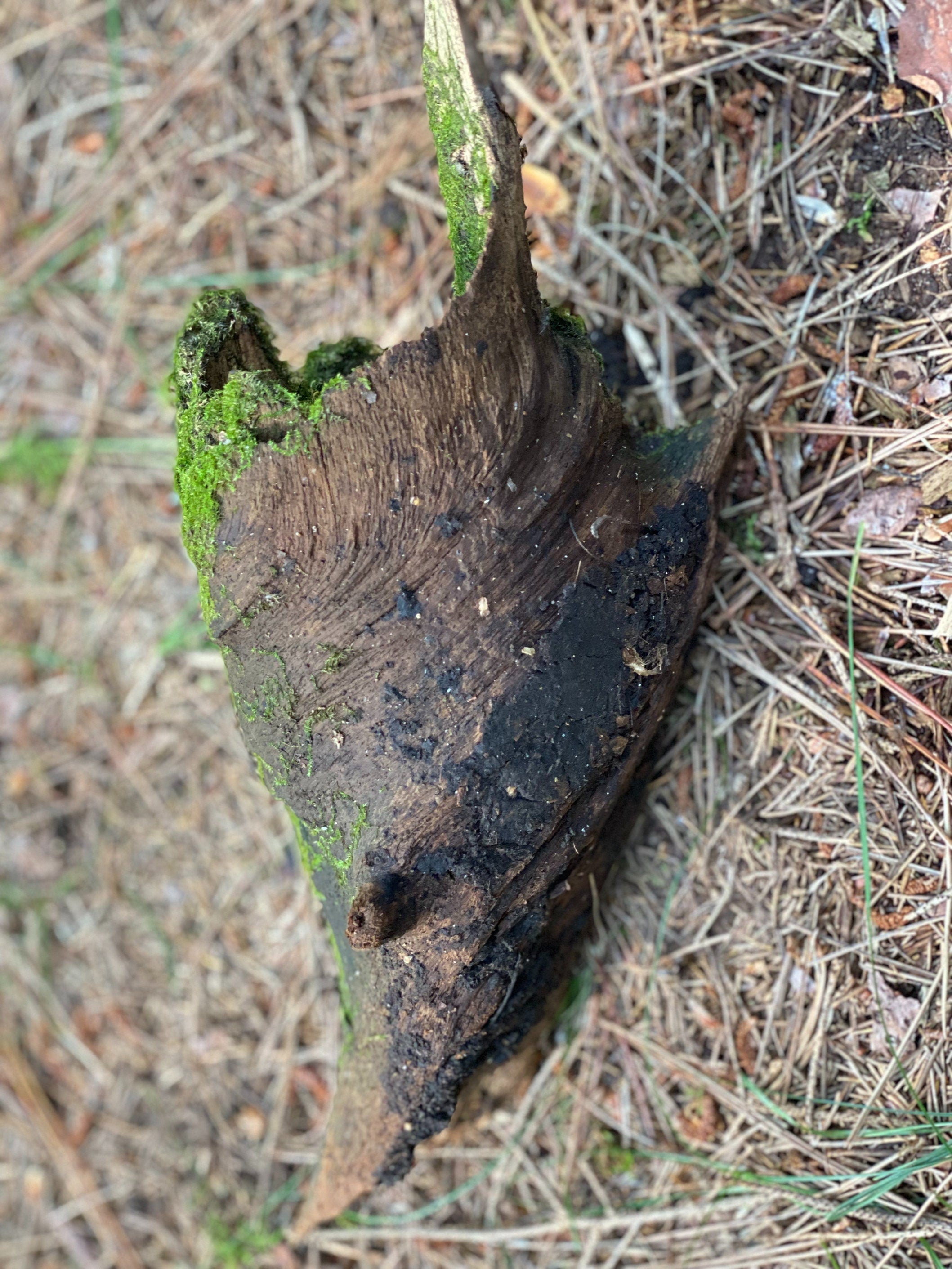 Live Moss on a Log, Mossy Log With Natural Hole, Approximately 13 Inches Long with a Width of 5 Inches and 4 Inches High