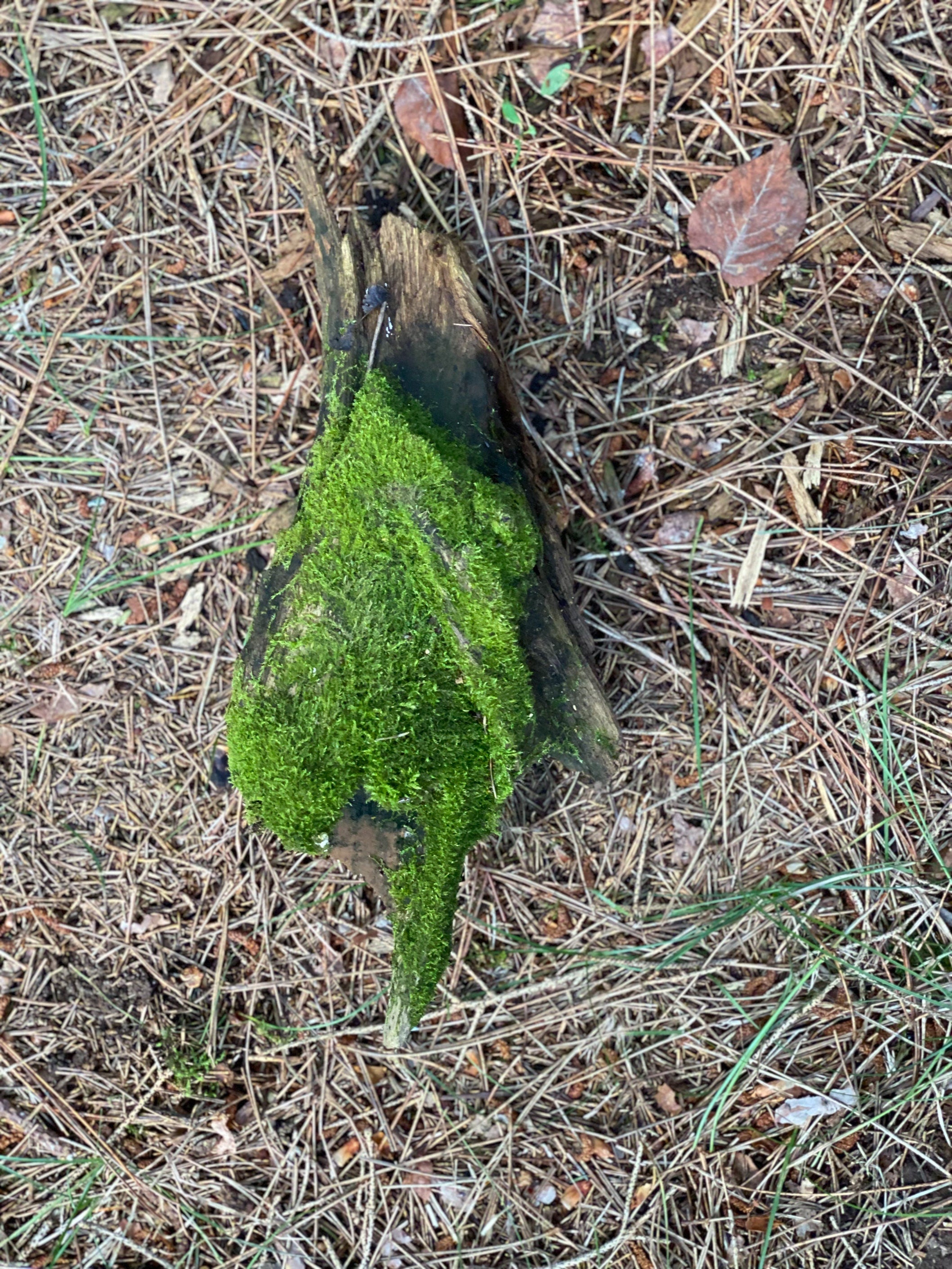 Live Moss on a Log, Mossy Log With Natural Hole, Approximately 13 Inches Long with a Width of 5 Inches and 4 Inches High