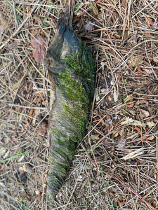 Mossy Wood Spiral, Moss Bark Spiral, Approximately 12 Inches Long by 3 Inches Wide and 2 Inches Wide