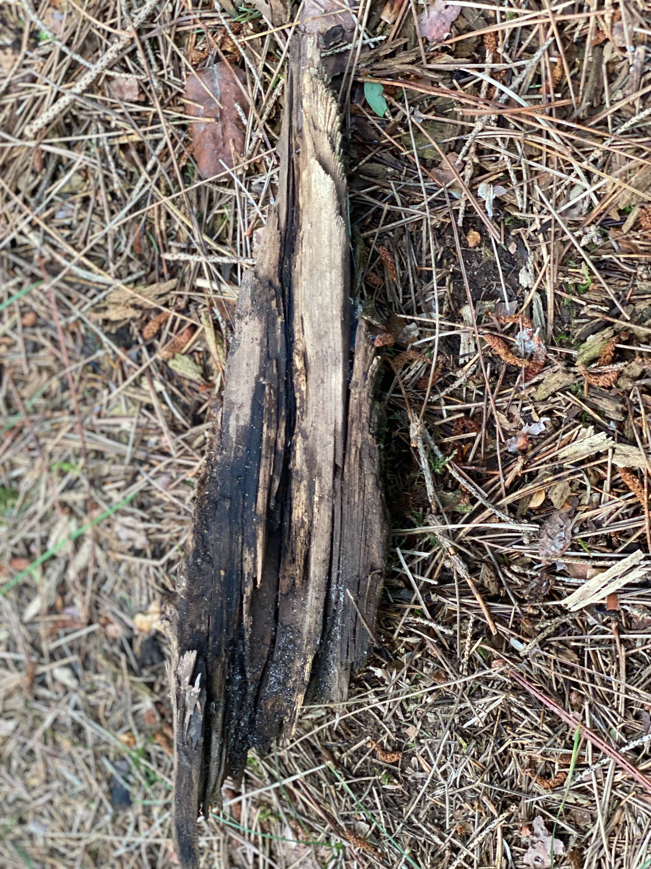 Mossy Wood Spiral, Moss Bark Spiral, Approximately 12 Inches Long by 3 Inches Wide and 2 Inches Wide